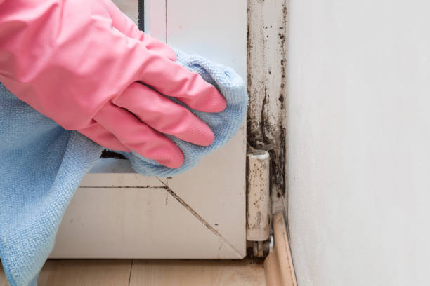Best Certified Mold Removal  in Start, LA