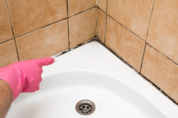 Trusted Start, LA Mold Removal Experts